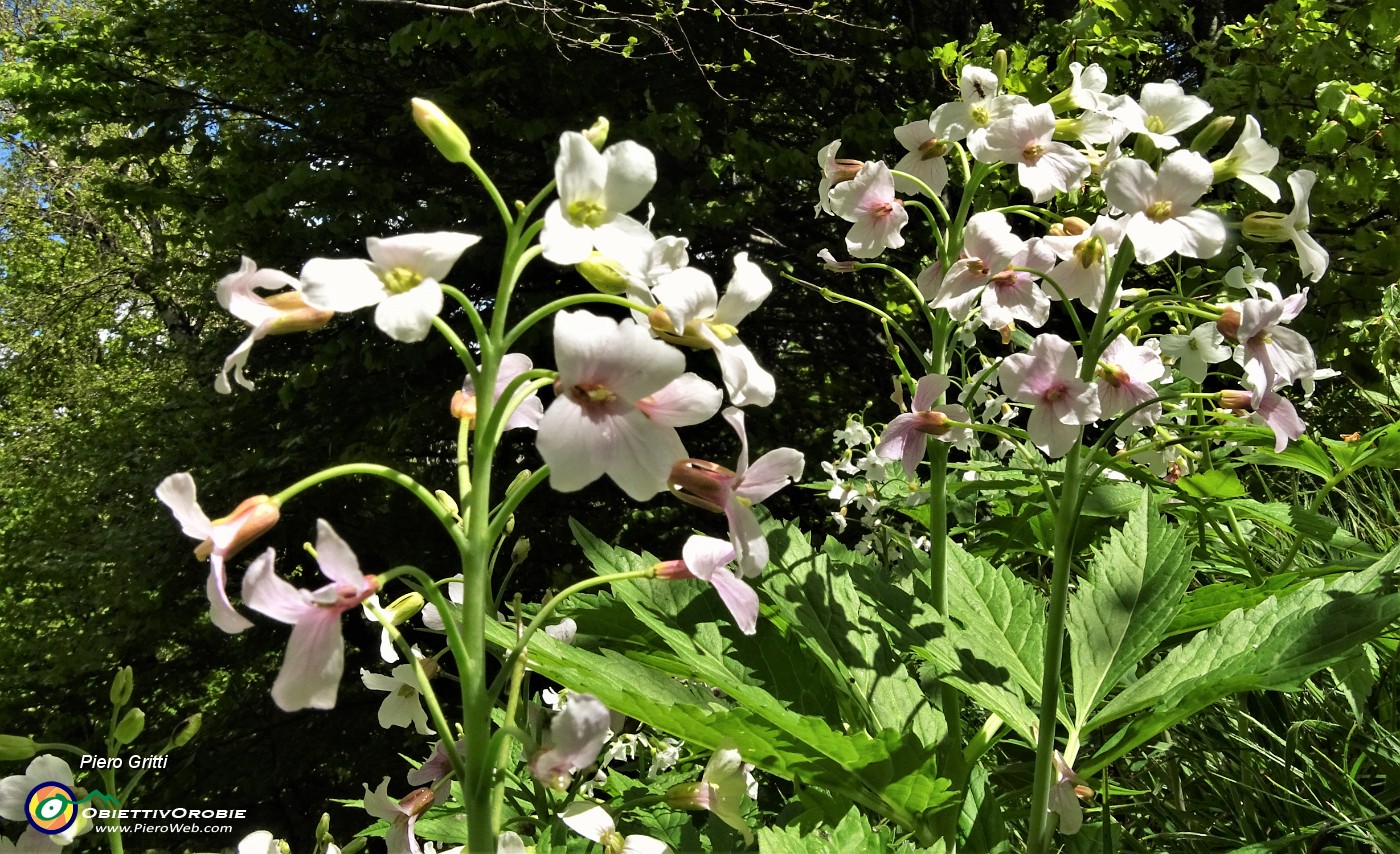 32 Scendendo da Cima di Muschiada traccia-sentierino fiorito di Dentaria minore (Cardamine bulbifera).JPG